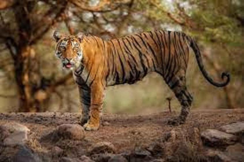 A tiger walking on a rocky terrain with trees in the background. 5