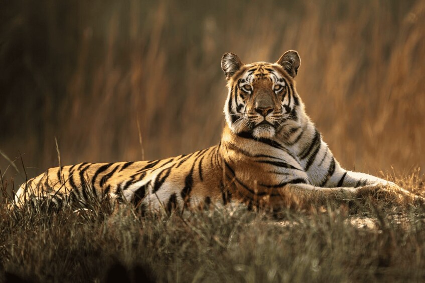 A tiger lying in tall grass. 4