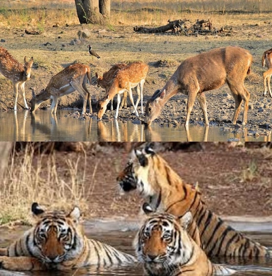 A group of deer by a waterhole in a dry savanna landscape. 1