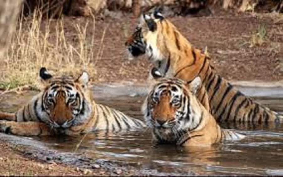 Two tigers in a shallow water body, surrounded by dry grass and rocks. 2