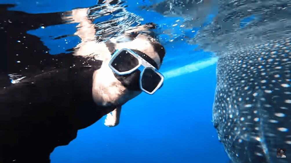 A person snorkeling underwater with a whale shark visible in the background. 2