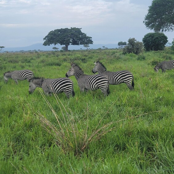 Mikumi National Park Day Trip from Dar es Salam by SGR Train 5