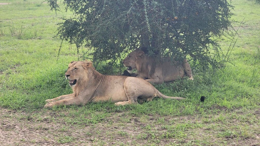 Picture 5 for Activity Mikumi National Park Day Trip from Dar es Salam by SGR Train 4
