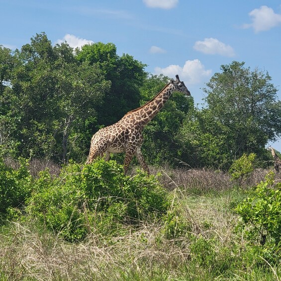Picture 4 for Activity Mikumi National Park Day Trip from Dar es Salam by SGR Train 2