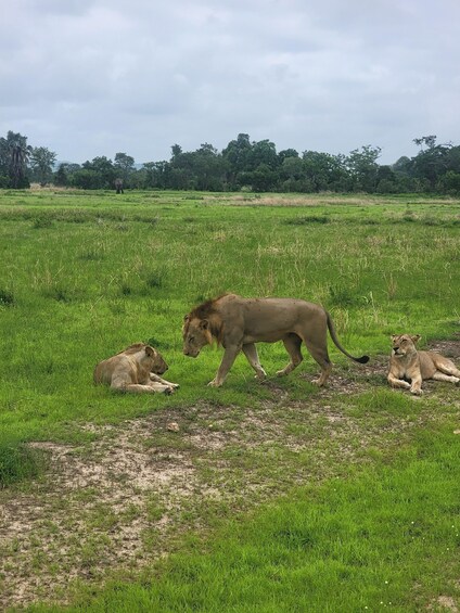 Mikumi National Park Day Trip from Dar es Salam by SGR Train 1