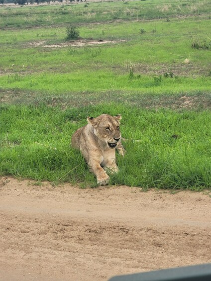 Picture 2 for Activity Mikumi National Park Day Trip from Dar es Salam by SGR Train 3