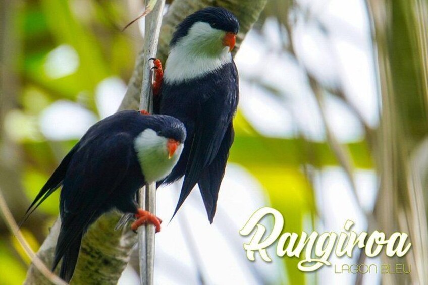 Two birds perched on a branch. 2
