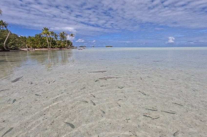 Blue Lagoon - PRIVATE ISLAND Pink sand beach and wildlife reserve 4