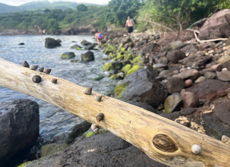 Picture 9 for Activity Hike St. Kitts: Sea Glass Discovery at Volcanic Beach 5