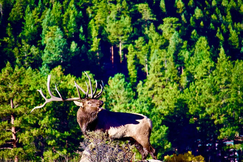 A large elk with antlers standing in a forest. 1
