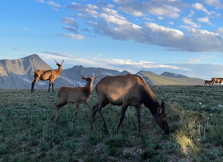 A group of deer grazing in a grassy field with mountains in the background. 5