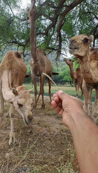 A person feeding a camel with a stick in a natural setting with trees and other camels. 1