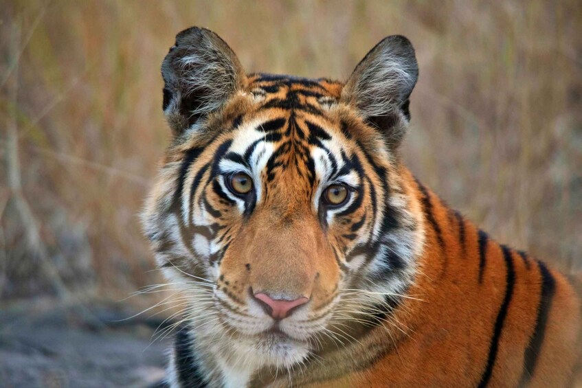 Picture 2 for Activity From Delhi: Golden Triangle with Ranthambore 5-Day Tour 1
