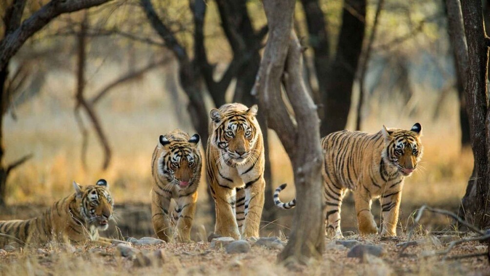 A group of tigers in a dry, wooded area with trees and rocks. 4