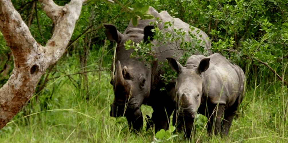 Two rhinos in a grassy area with trees. 2