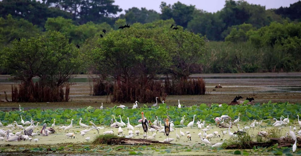 A wetland with numerous white birds, likely egrets, among green aquatic plants. 5