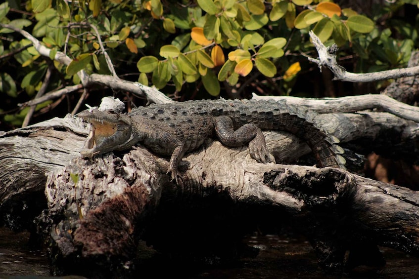 Picture 4 for Activity Cancun: Jungle Tour Adventure with Speedboat and Snorkeling. 2