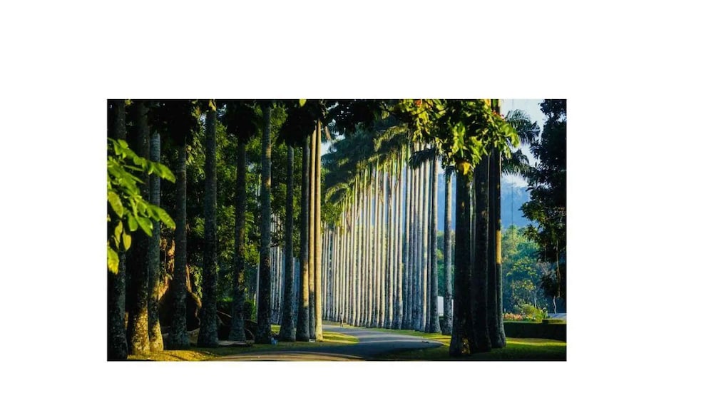 A pathway lined with tall, slender trees in a park. 2