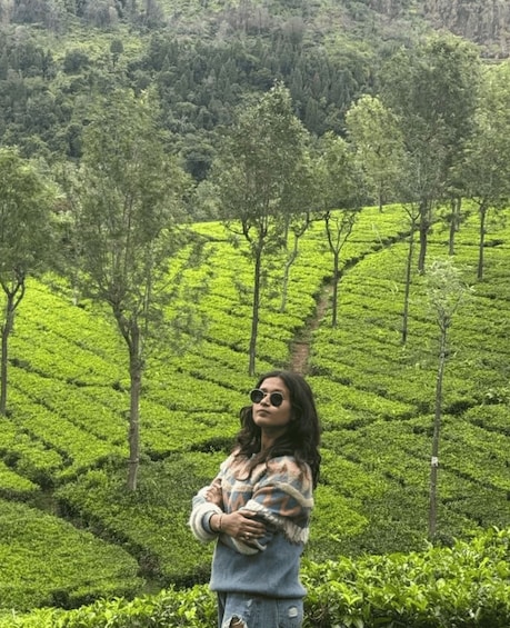 A person standing in a tea plantation with rows of tea bushes and trees. 4