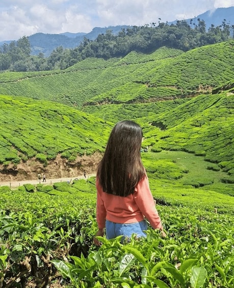 A person standing in a tea plantation with lush green tea bushes. 2