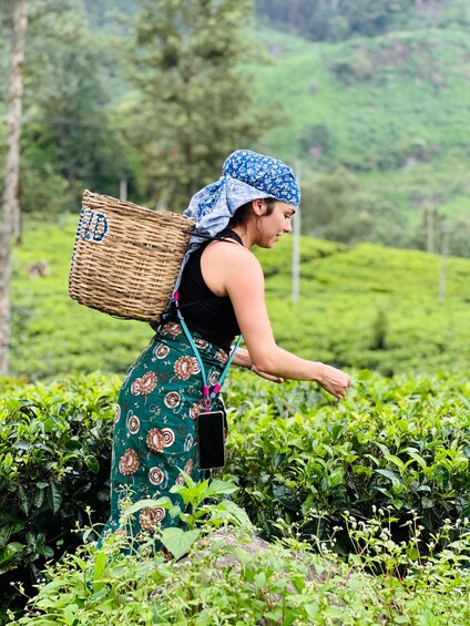 A person harvesting tea leaves in a lush green tea plantation. 2