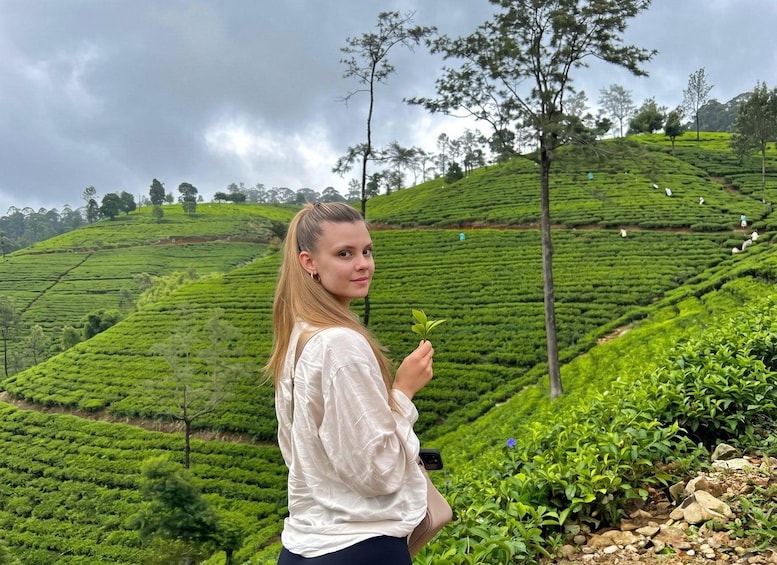 Una persona de pie en una colina con plantaciones de té. 1