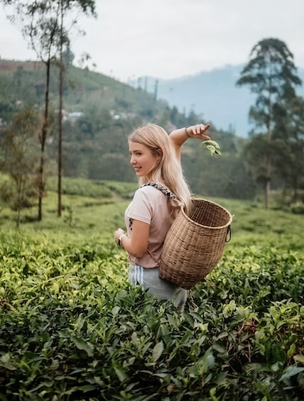 Nuwara eliya's tea tour:tasting and plucking with waterfalls 2