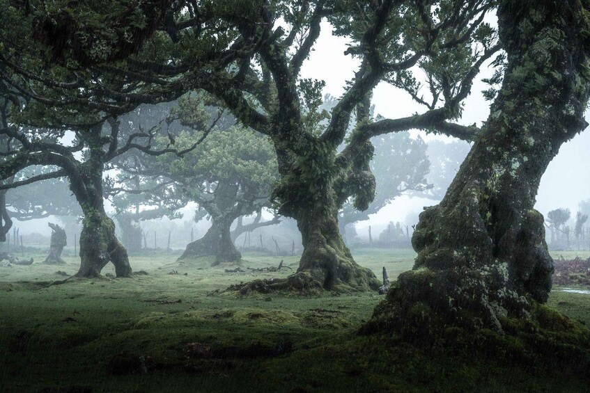 A misty forest with large, moss-covered trees. 3