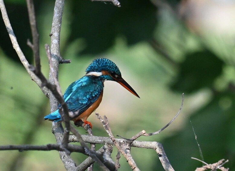 Picture 49 for Activity Koggala Lake Boat Safari with Wildlife & Cinnamon Island 4