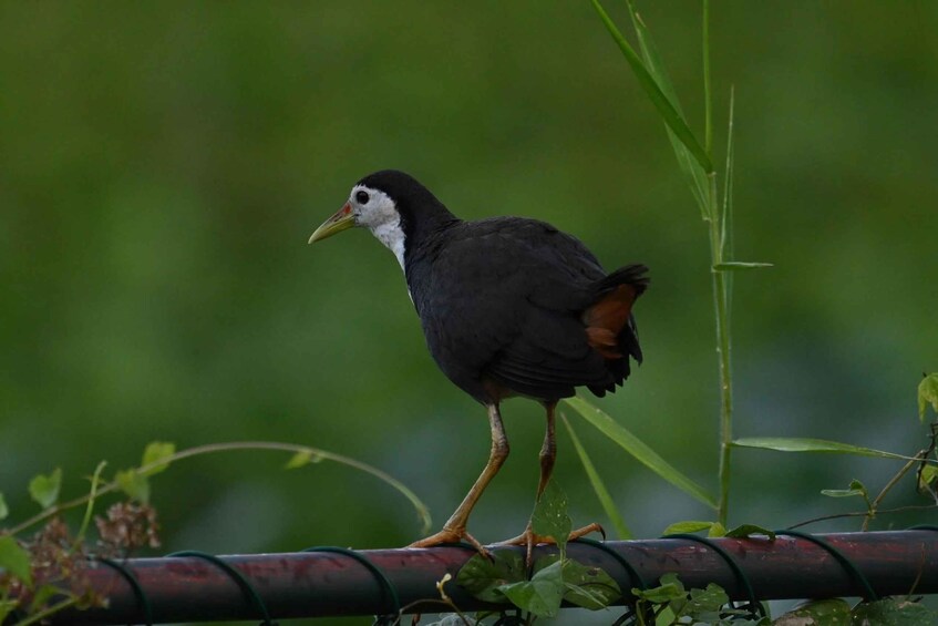 Picture 55 for Activity Koggala Lake Boat Safari with Wildlife & Cinnamon Island 5