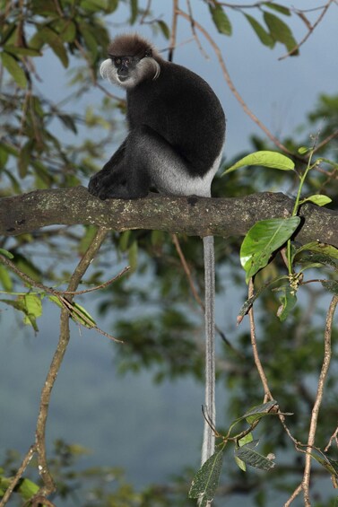 Picture 54 for Activity Koggala Lake Boat Safari with Wildlife & Cinnamon Island 2
