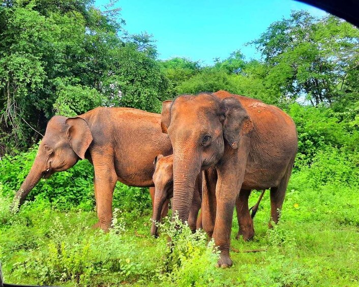 Picture 1 for Activity Wilpattu National Park : 5 Hours & 12 Hours Day Tours 2