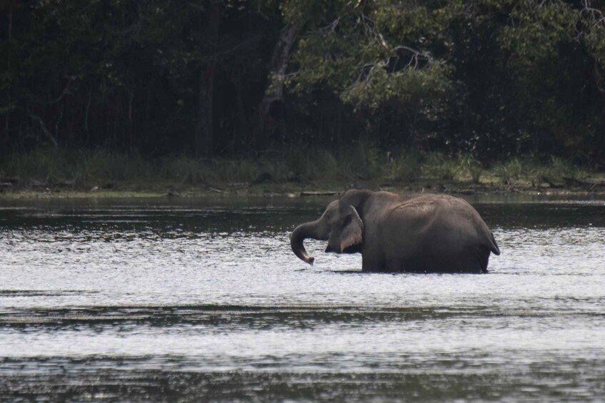 Picture 5 for Activity Wilpattu National Park : 5 Hours & 12 Hours Day Tours 4