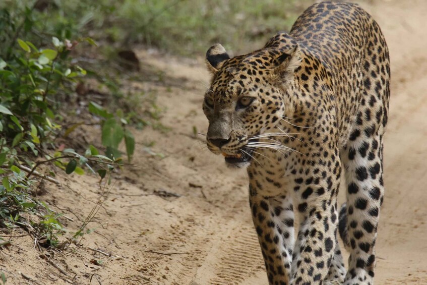 Picture 7 for Activity Wilpattu National Park : 5 Hours & 12 Hours Day Tours 3