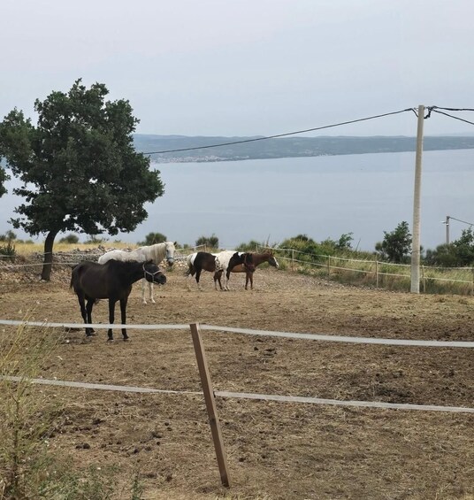 A group of horses grazing near a body of water, with a tree and a fence in the foreground. 1