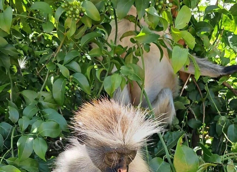 A monkey with light brown fur and a distinctive crest, surrounded by dense green foliage. 3