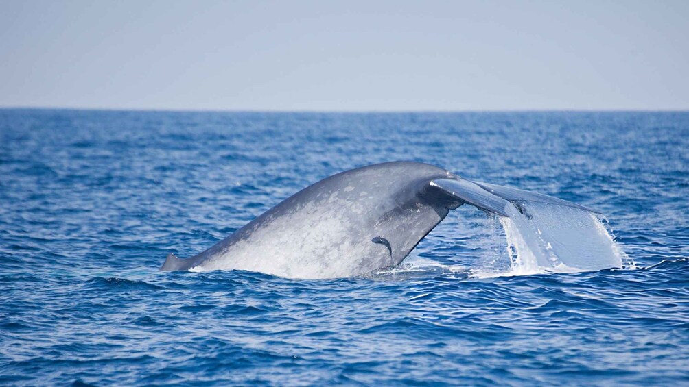 A whale breaching the ocean surface. 2