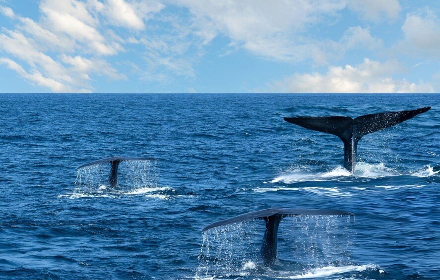 Three whales breaching the ocean surface. 3