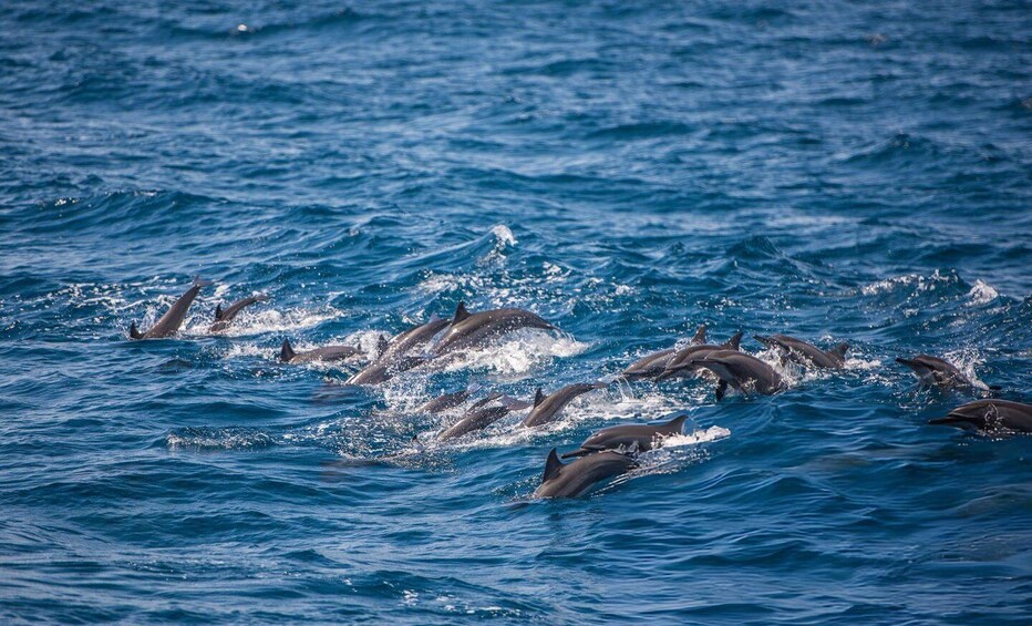 A group of dolphins swimming in the ocean. 5
