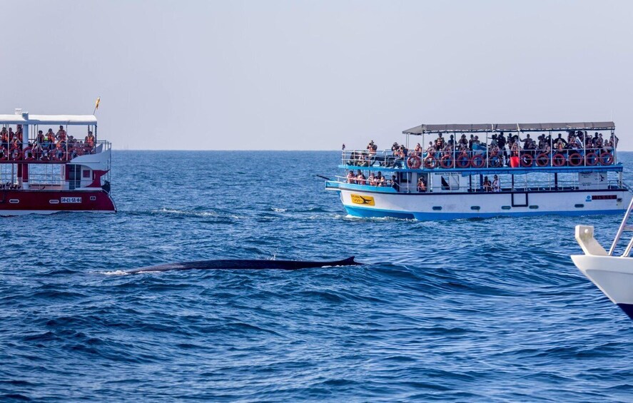 Two boats with passengers, one red and one blue, on a calm sea. 1
