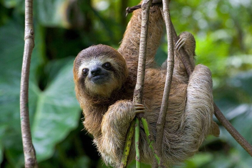 Picture 17 for Activity Best Manuel Antonio National Park hike with an expert 1
