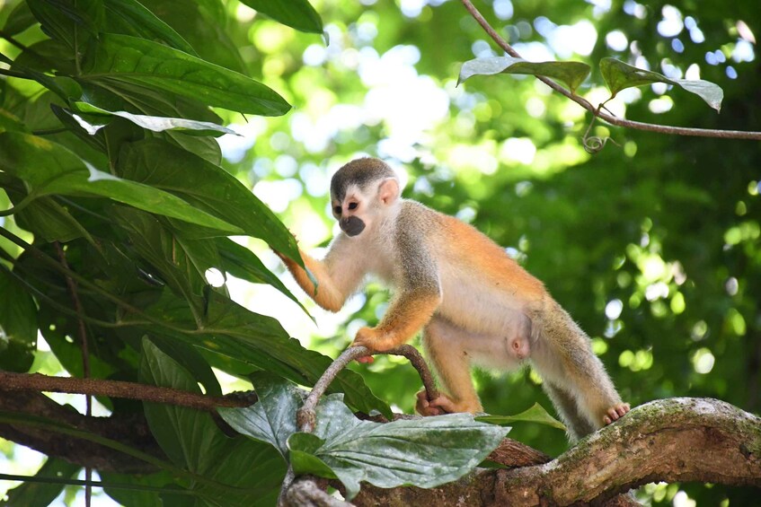 Picture 9 for Activity Manuel Antonio National Park VIP guided tour 2