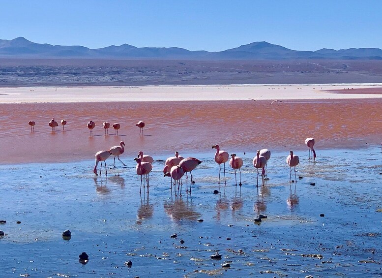 Flamingos standing in shallow water with a desert landscape and mountains in the background. 2