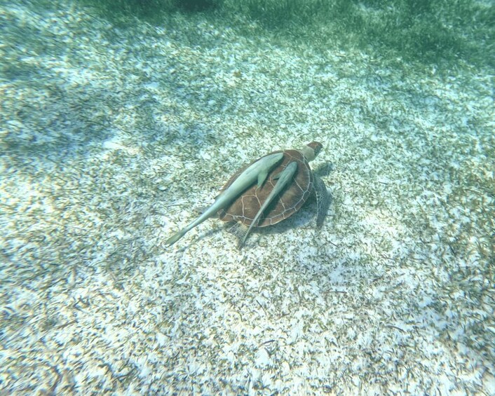 Picture 31 for Activity Nassau: Private Boat Charter Snorkel Tour 2