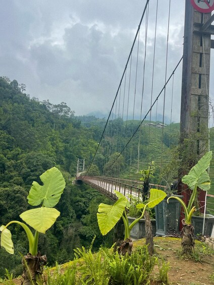 A suspension bridge over a lush valley with large green leaves in the foreground. 4