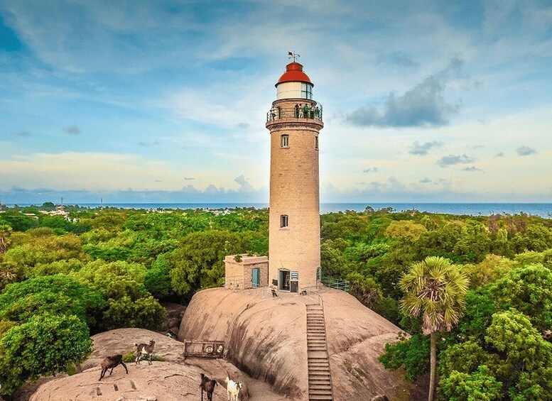 A lighthouse on a rocky outcrop surrounded by dense green foliage, with a clear view of the ocean in the background. 5
