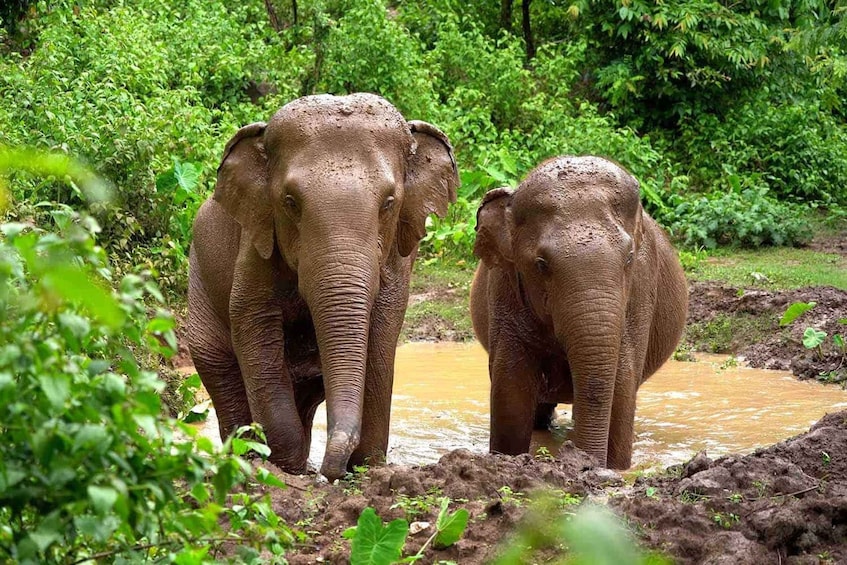 Two elephants in a muddy waterhole surrounded by dense green foliage. 3