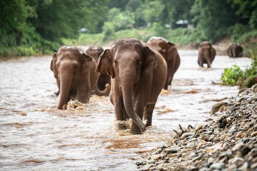 Elephants walking through a shallow river surrounded by rocks and greenery. 1