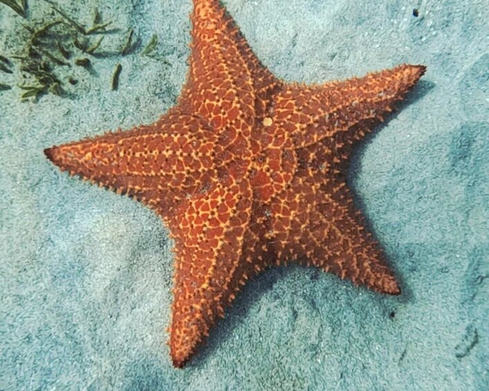 A starfish on a sandy seabed. 5