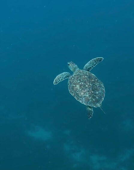 A sea turtle swimming underwater. 4
